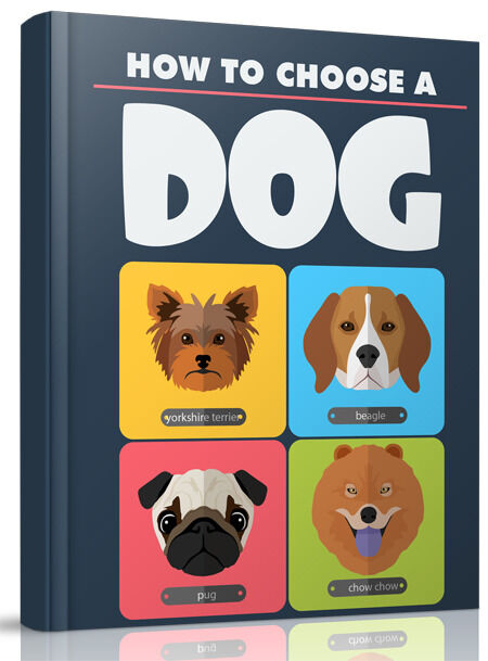 eCover representing How to Choose A Dog eBooks & Reports with Resell Rights